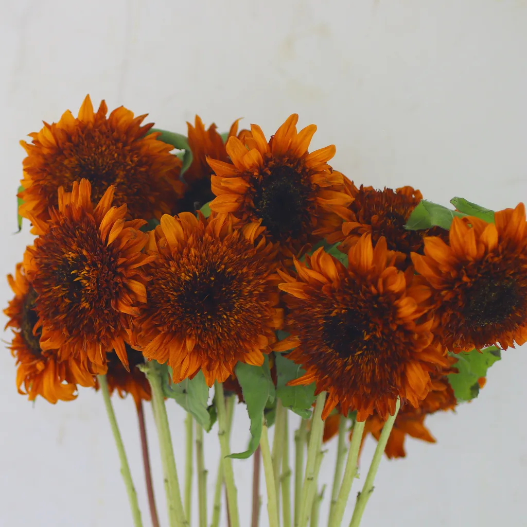 ヒマワリのいろいろ① - FLOWER SHOP KALIANg 六本木 ミッドタウン